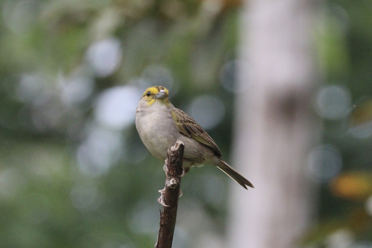 Yellow-browed Sparrow - ML625994807