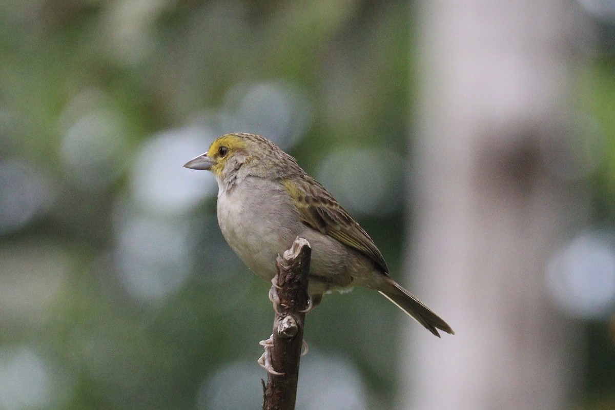 Yellow-browed Sparrow - ML625994827