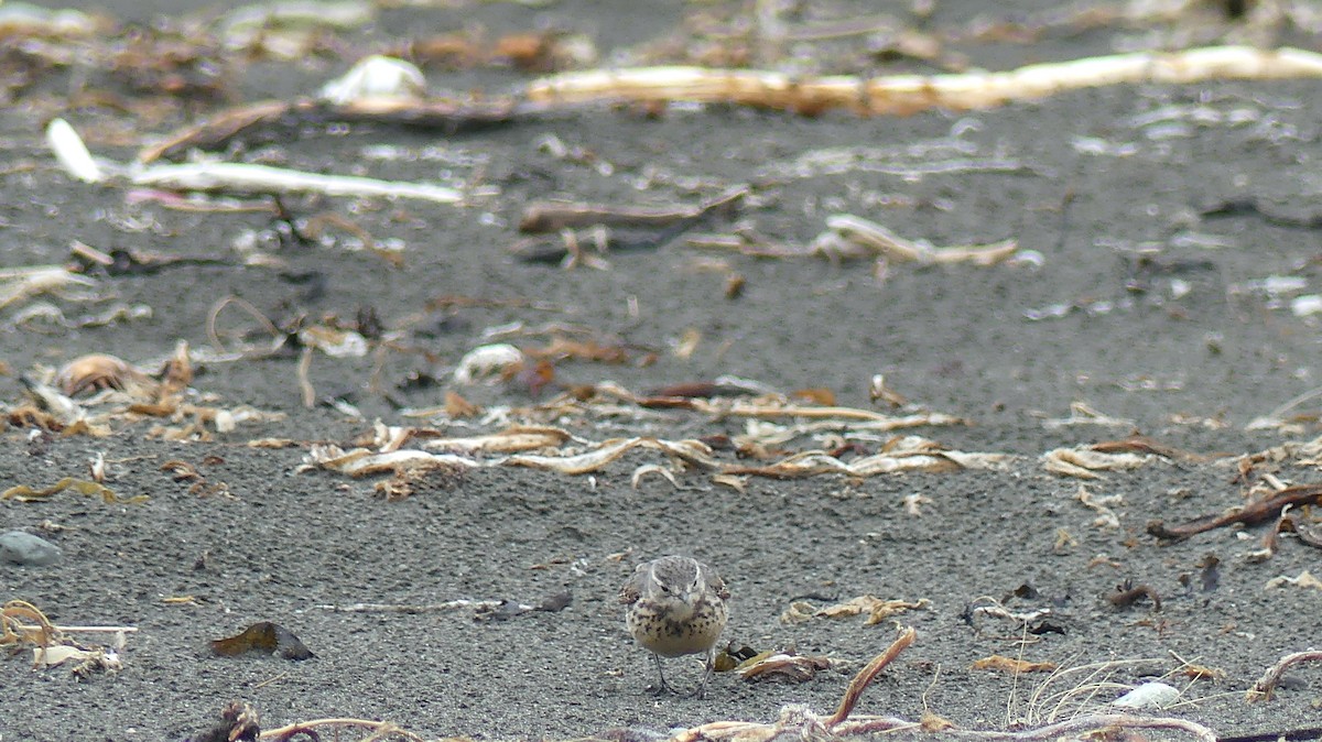 Siberian/American Pipit - ML625995091