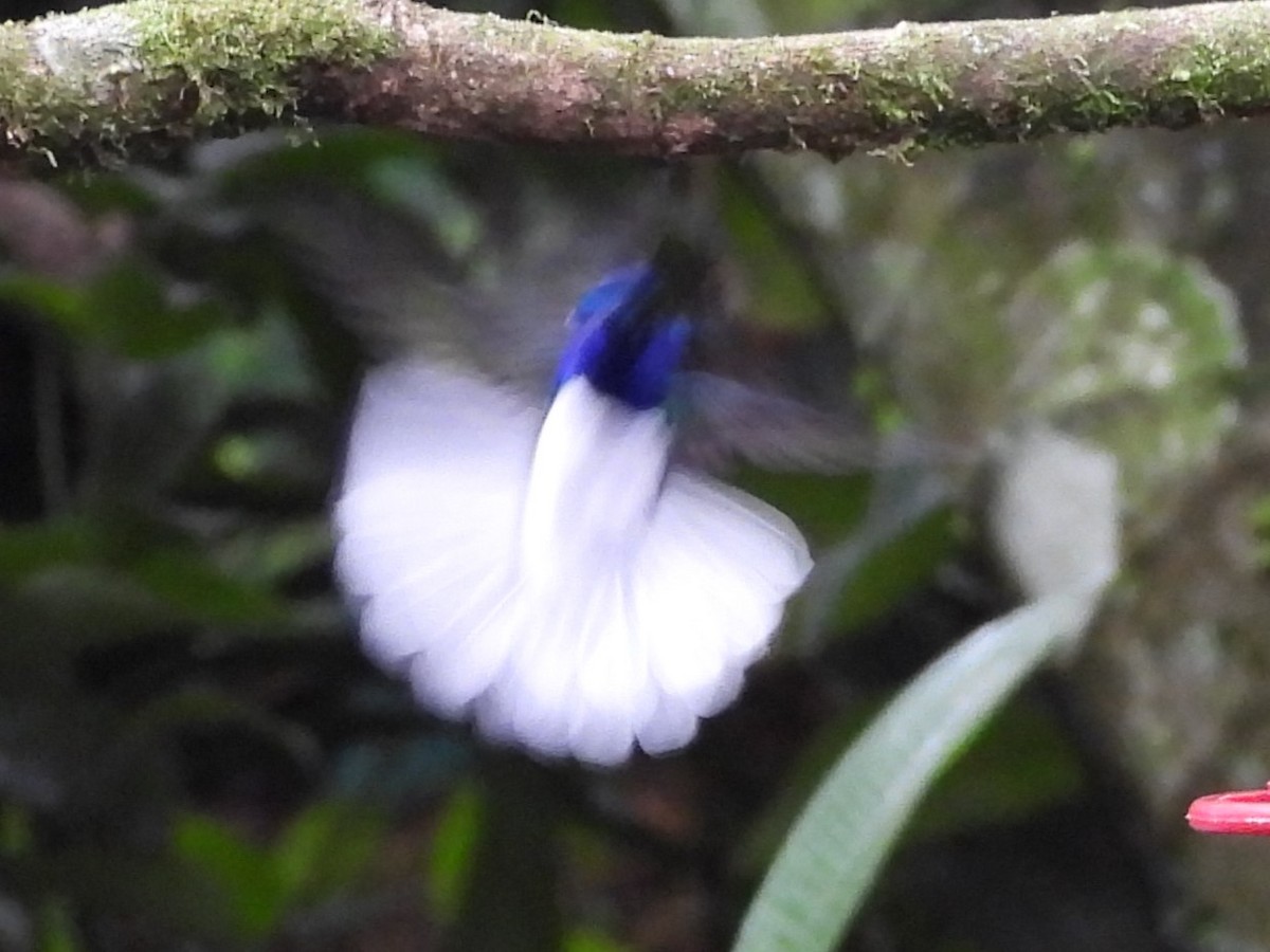 White-necked Jacobin - ML625995142