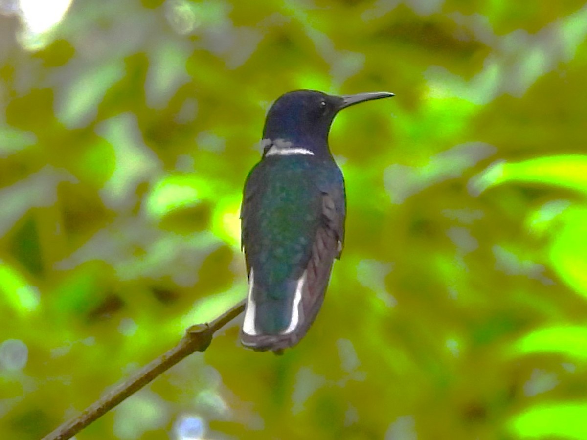 White-necked Jacobin - ML625995145