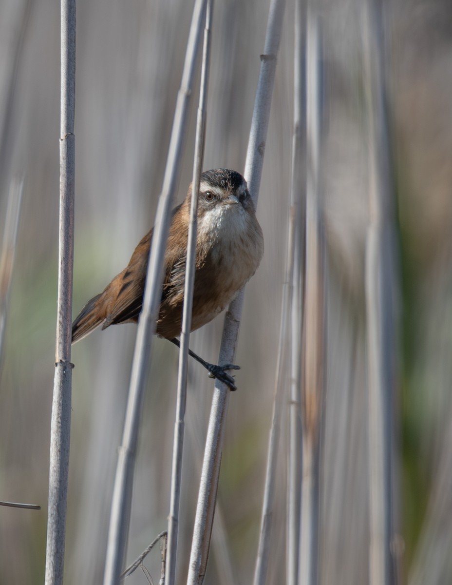 Moustached Warbler - ML625995180