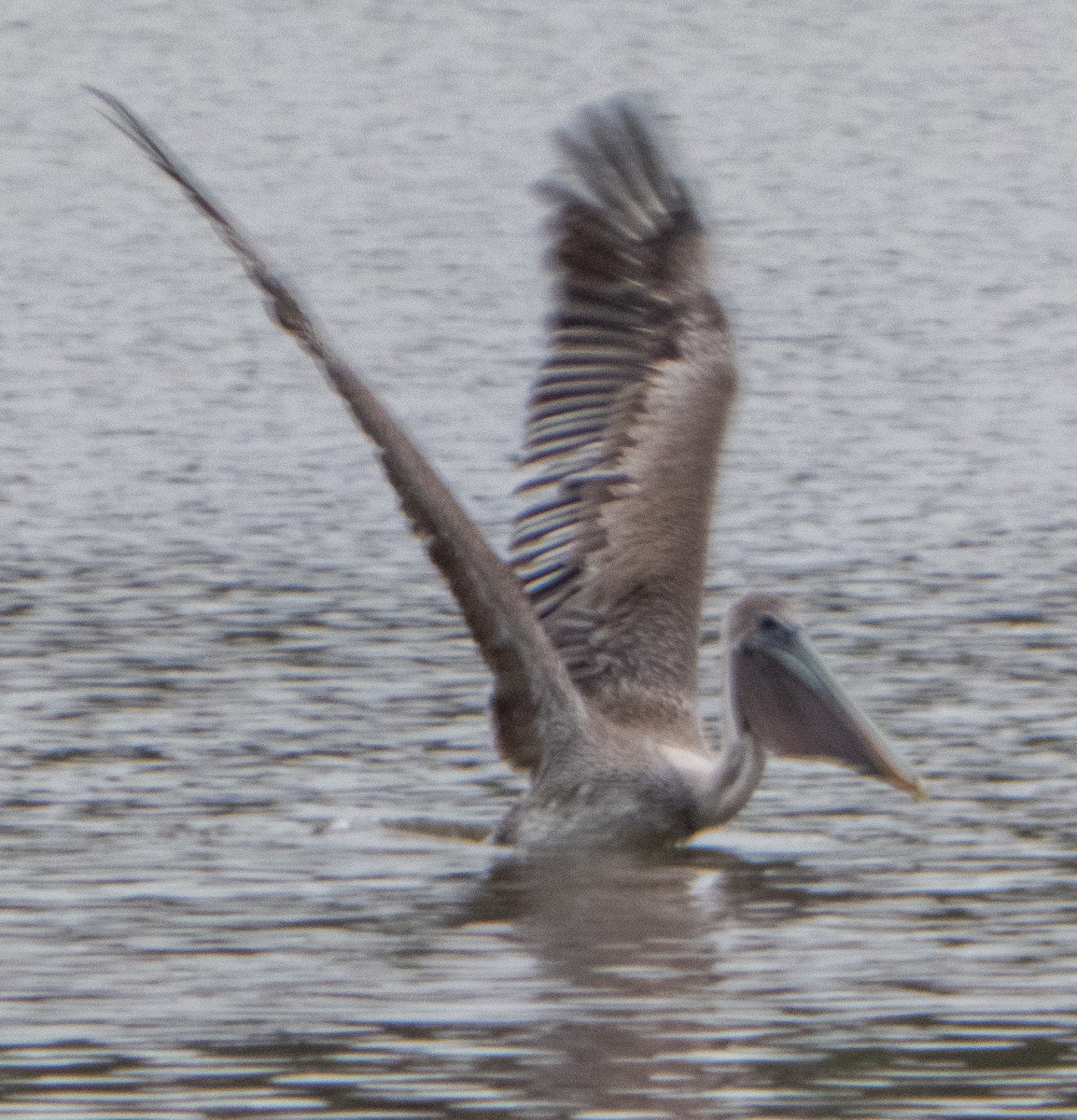 Brown Pelican - ML625995208