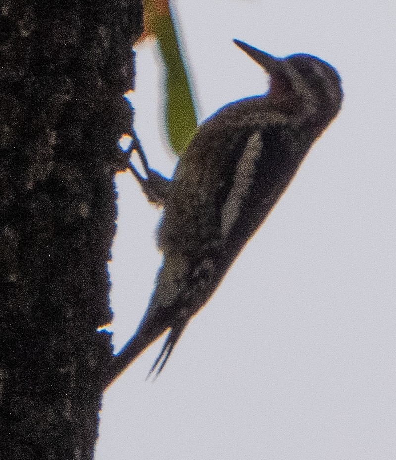 Yellow-bellied Sapsucker - ML625995213