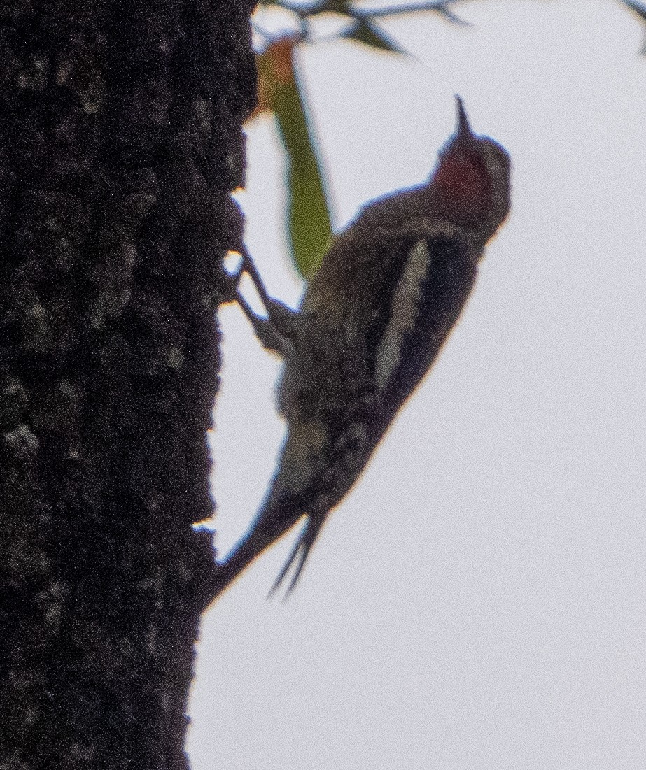 Yellow-bellied Sapsucker - ML625995215