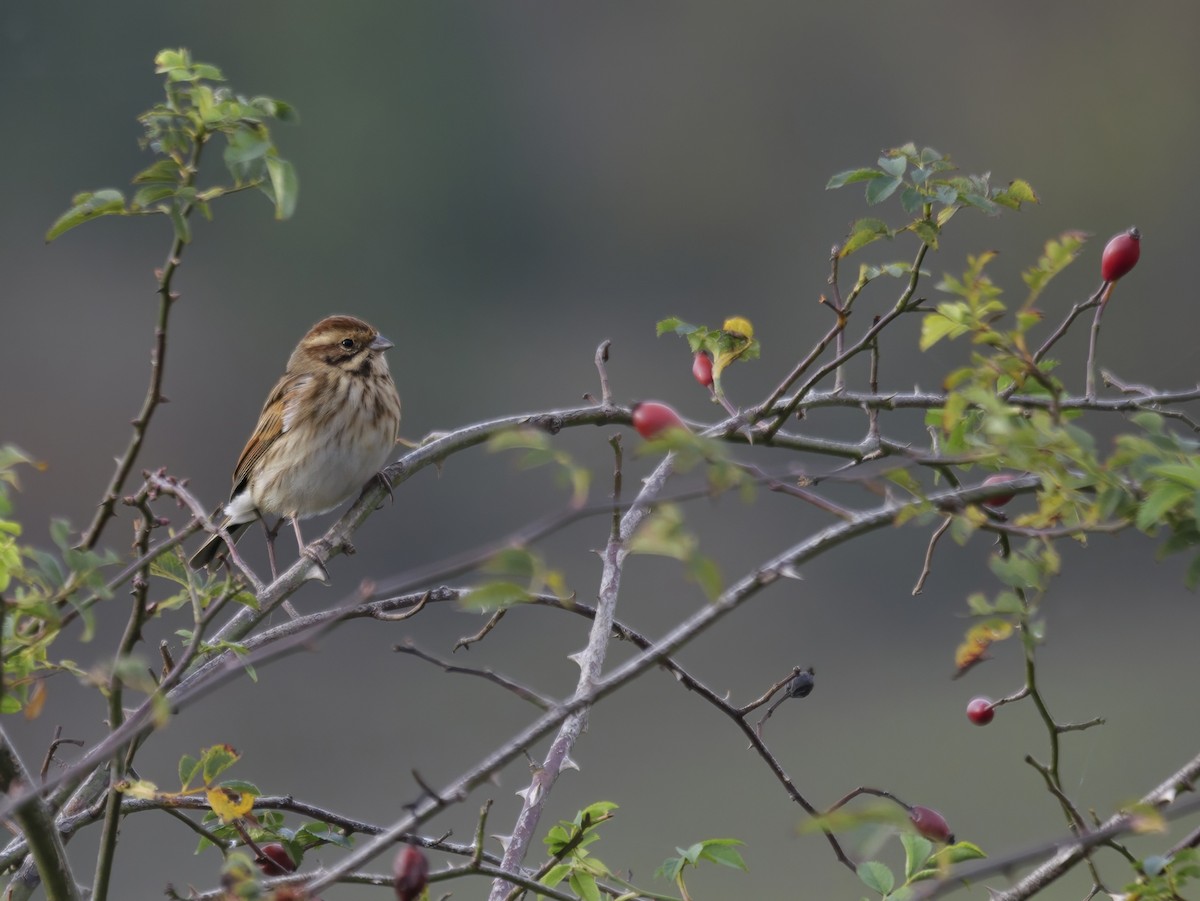 Reed Bunting - ML625995523