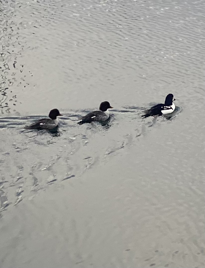 Barrow's Goldeneye - ML625995727