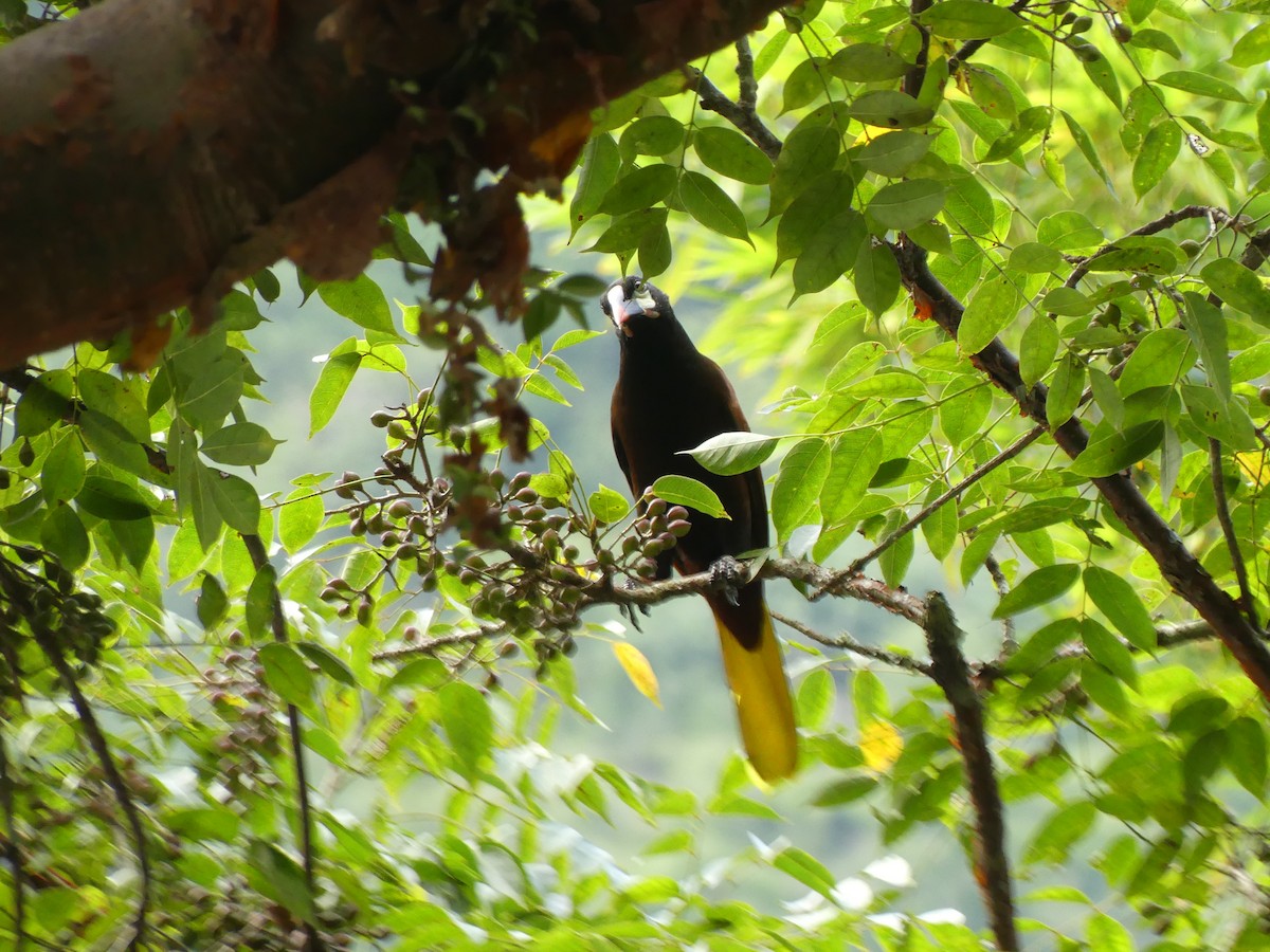 Montezuma Oropendola - ML625995881