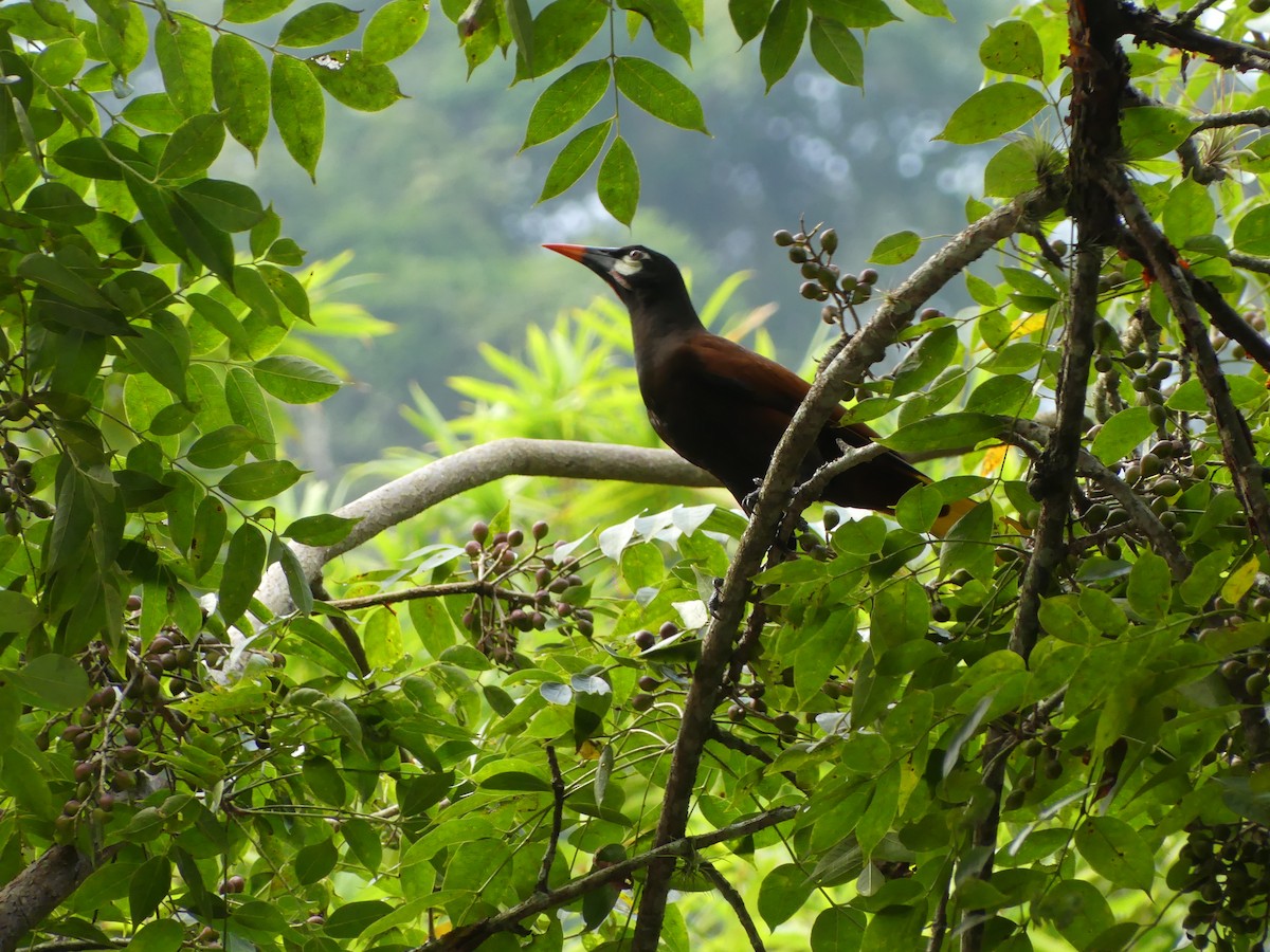 Montezuma Oropendola - ML625995882