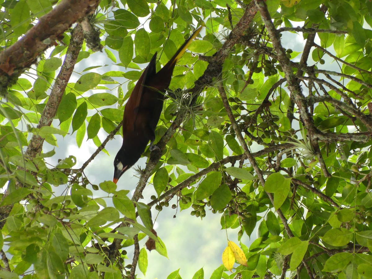 Montezuma Oropendola - ML625995885