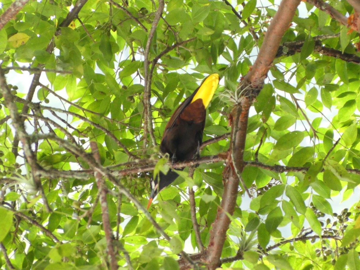 Montezuma Oropendola - ML625995886