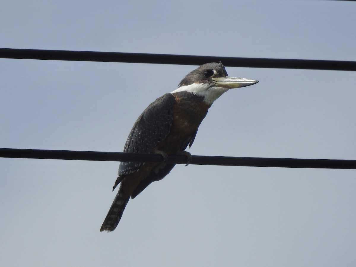 Ringed Kingfisher - ML625996043