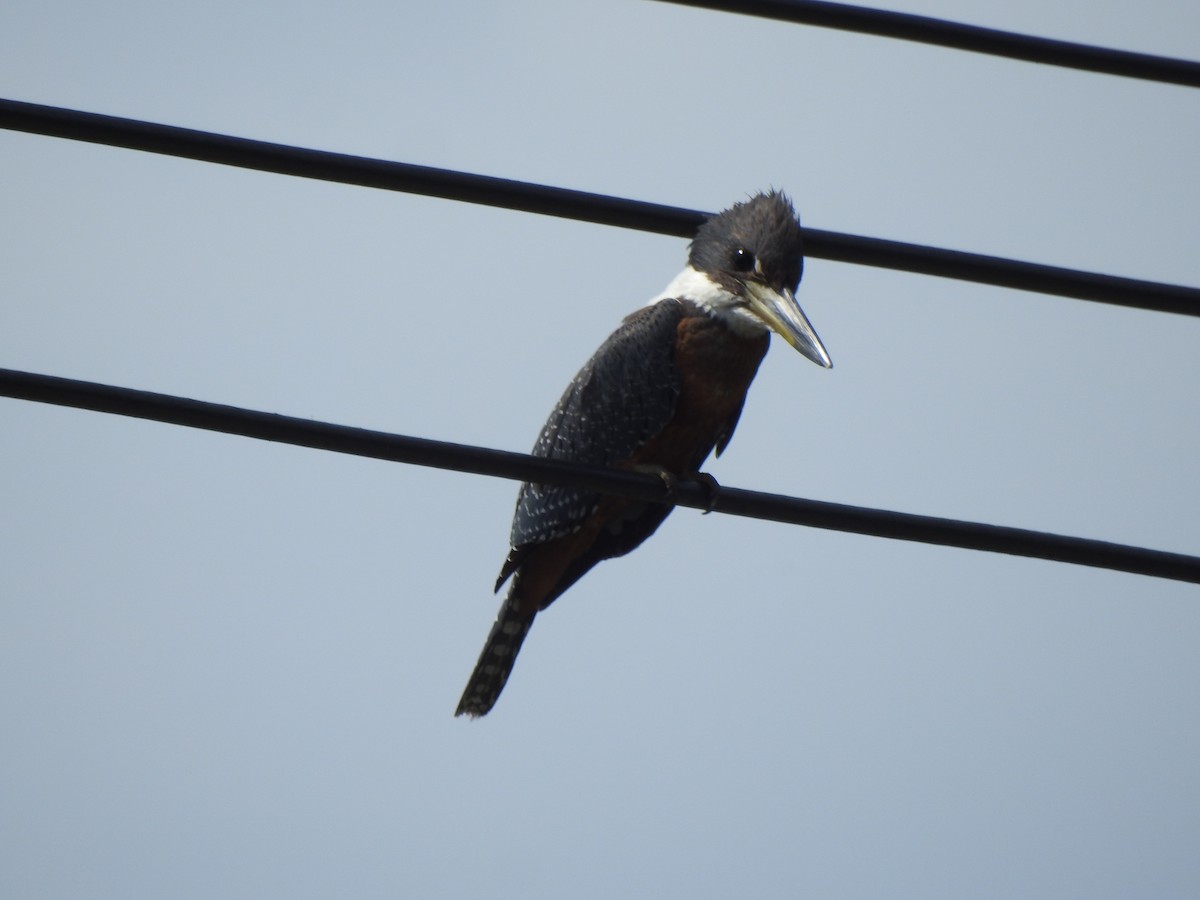 Ringed Kingfisher - ML625996045