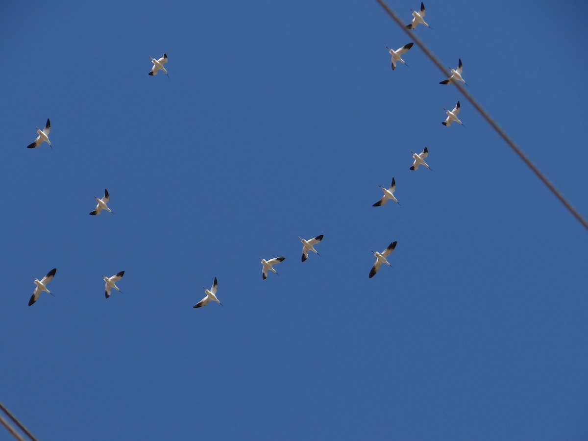 Avocette d'Amérique - ML625996335