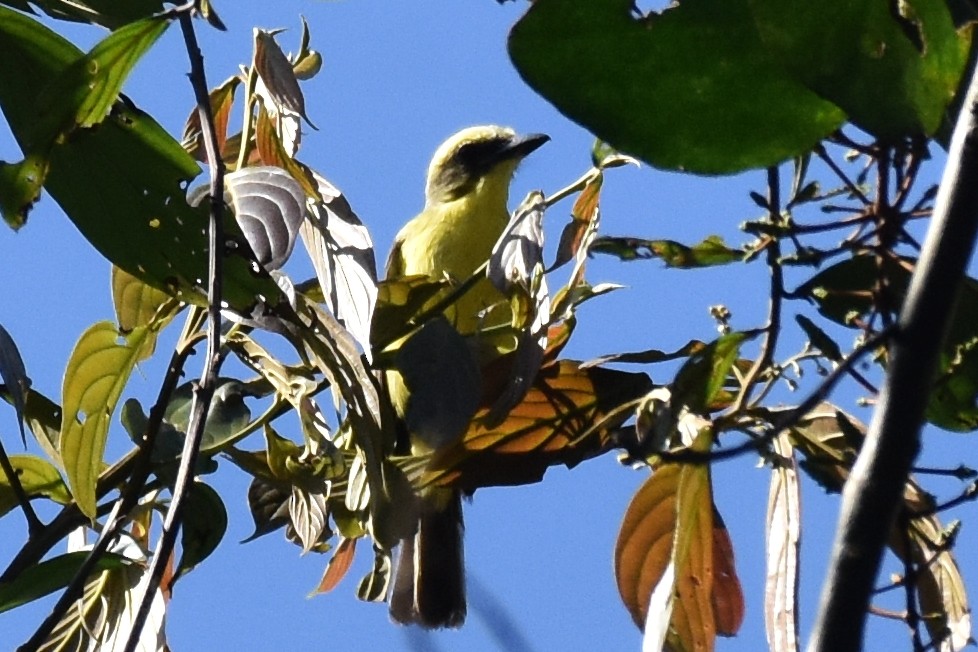 Lemon-browed Flycatcher - ML625996383
