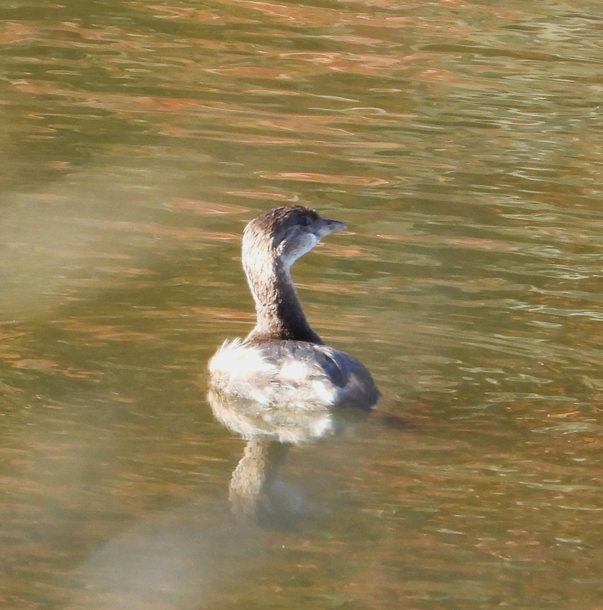 Pied-billed Grebe - ML625996502
