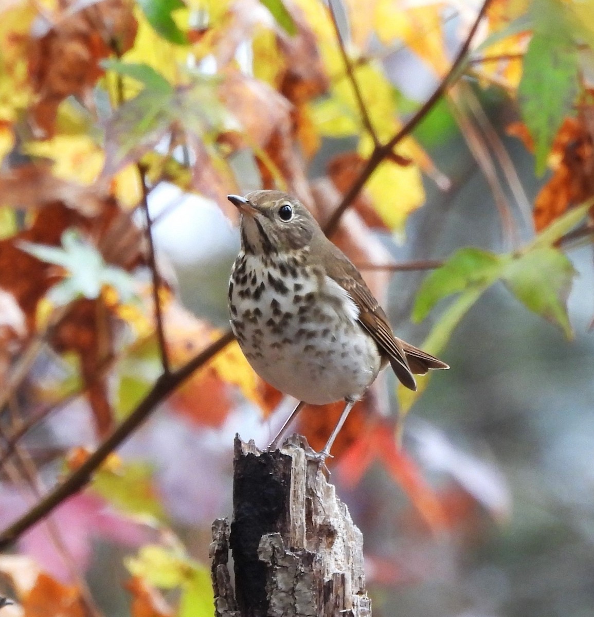 Hermit Thrush - ML625996557