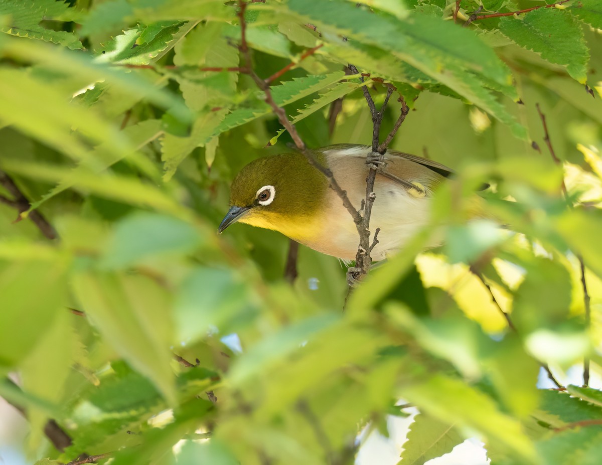 Warbling White-eye - ML625996604