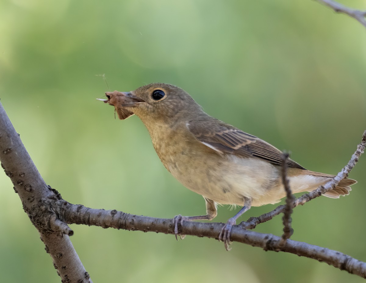 Narcissus Flycatcher - ML625996612