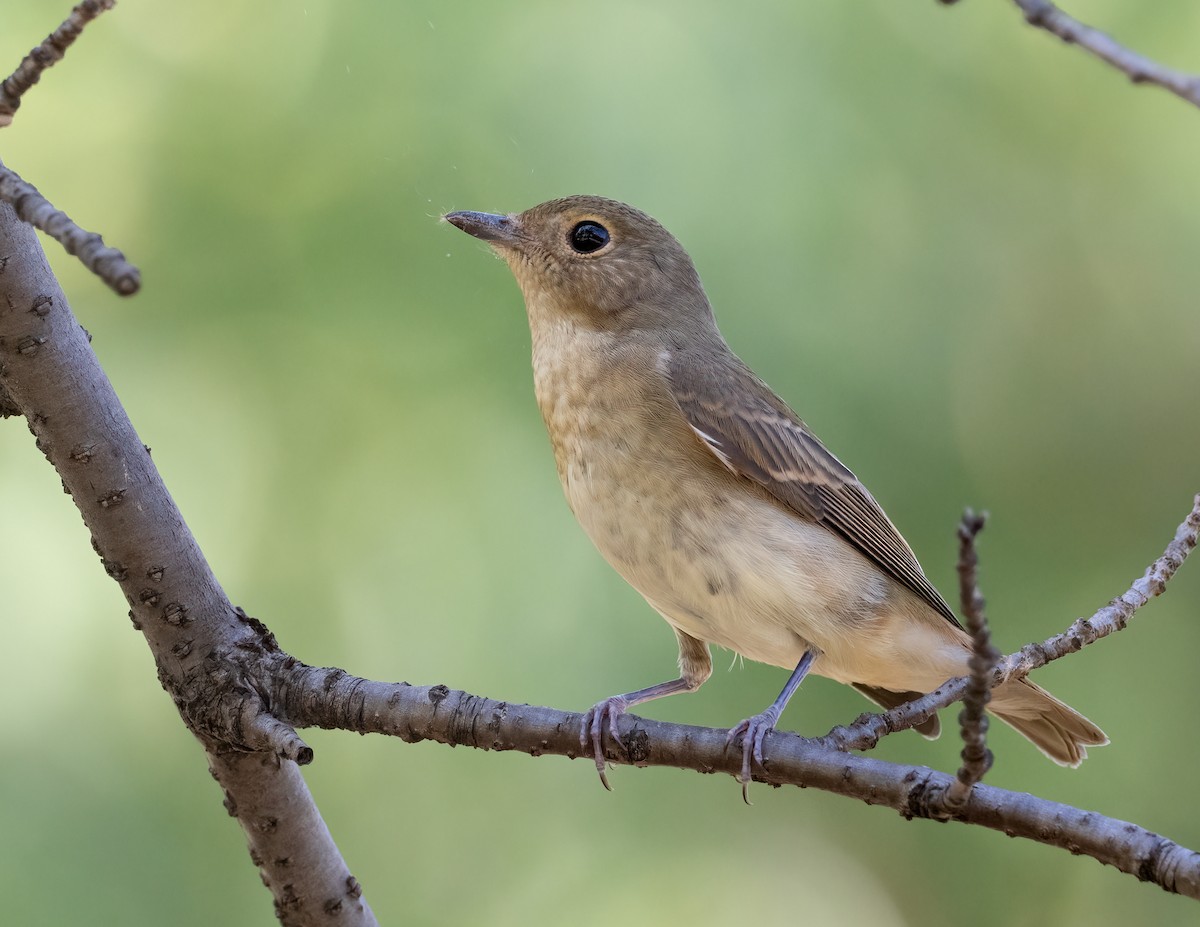 Narcissus Flycatcher - ML625996613