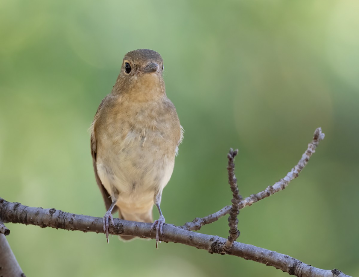 Narcissus Flycatcher - ML625996618