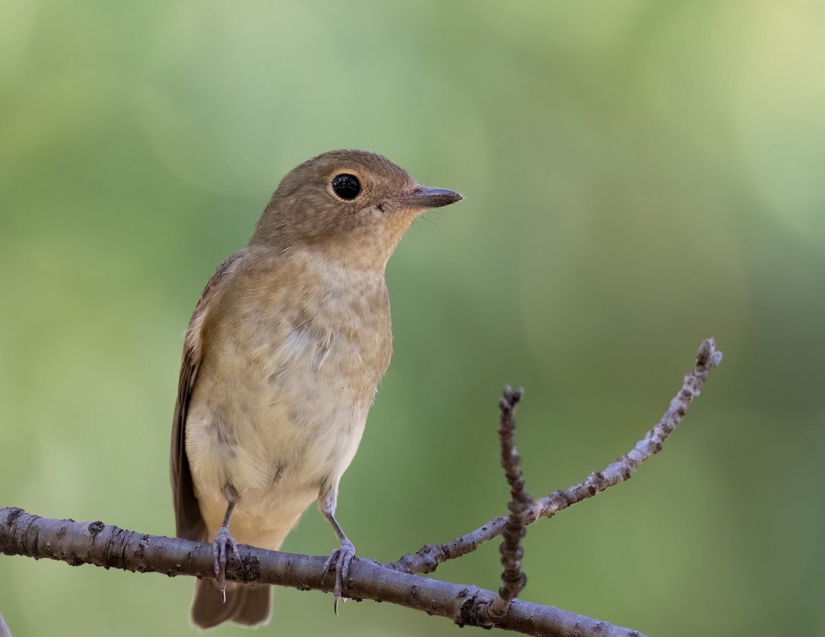 Narcissus Flycatcher - ML625996621