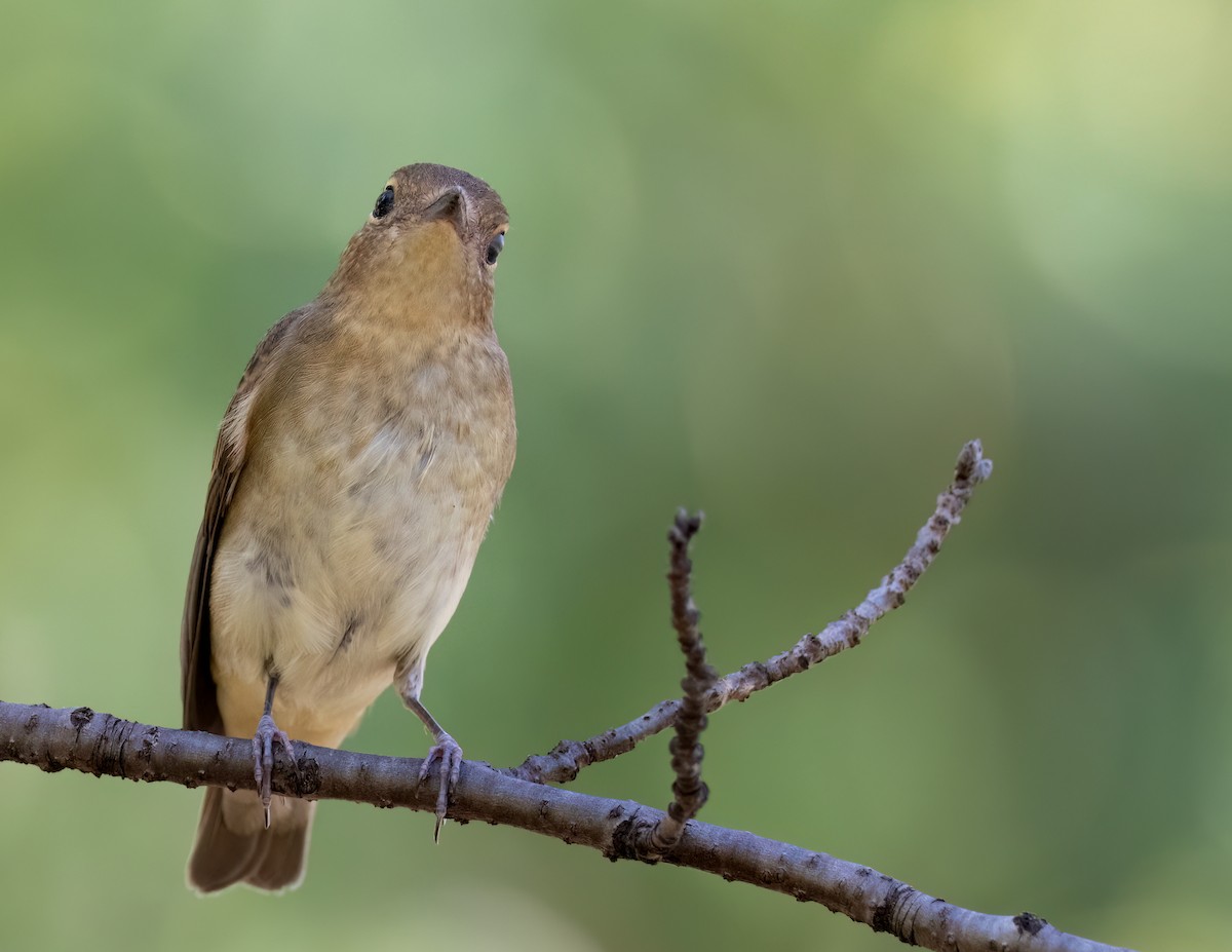 Narcissus Flycatcher - ML625996625