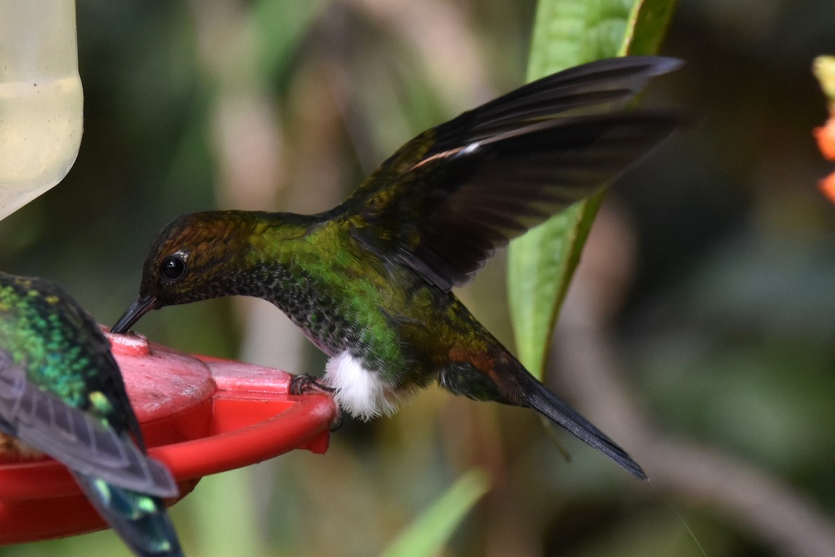 Greenish Puffleg - ML625996645