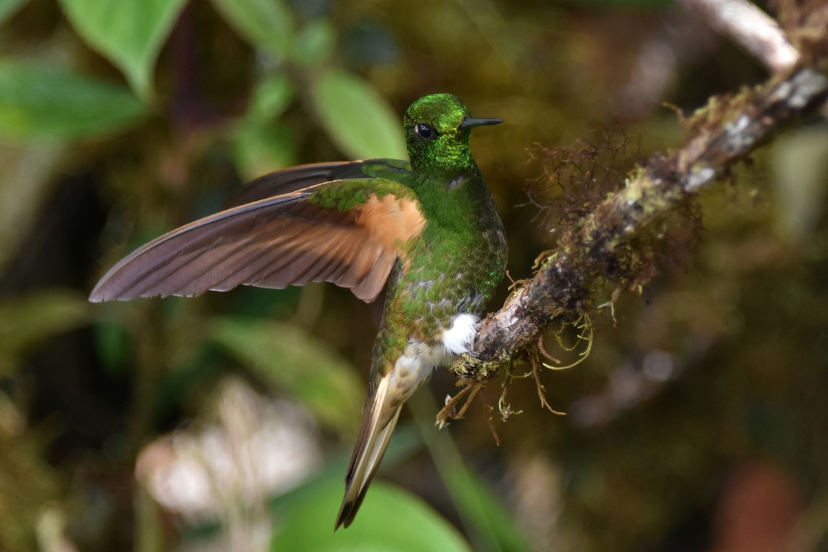 Buff-tailed Coronet - ML625996651