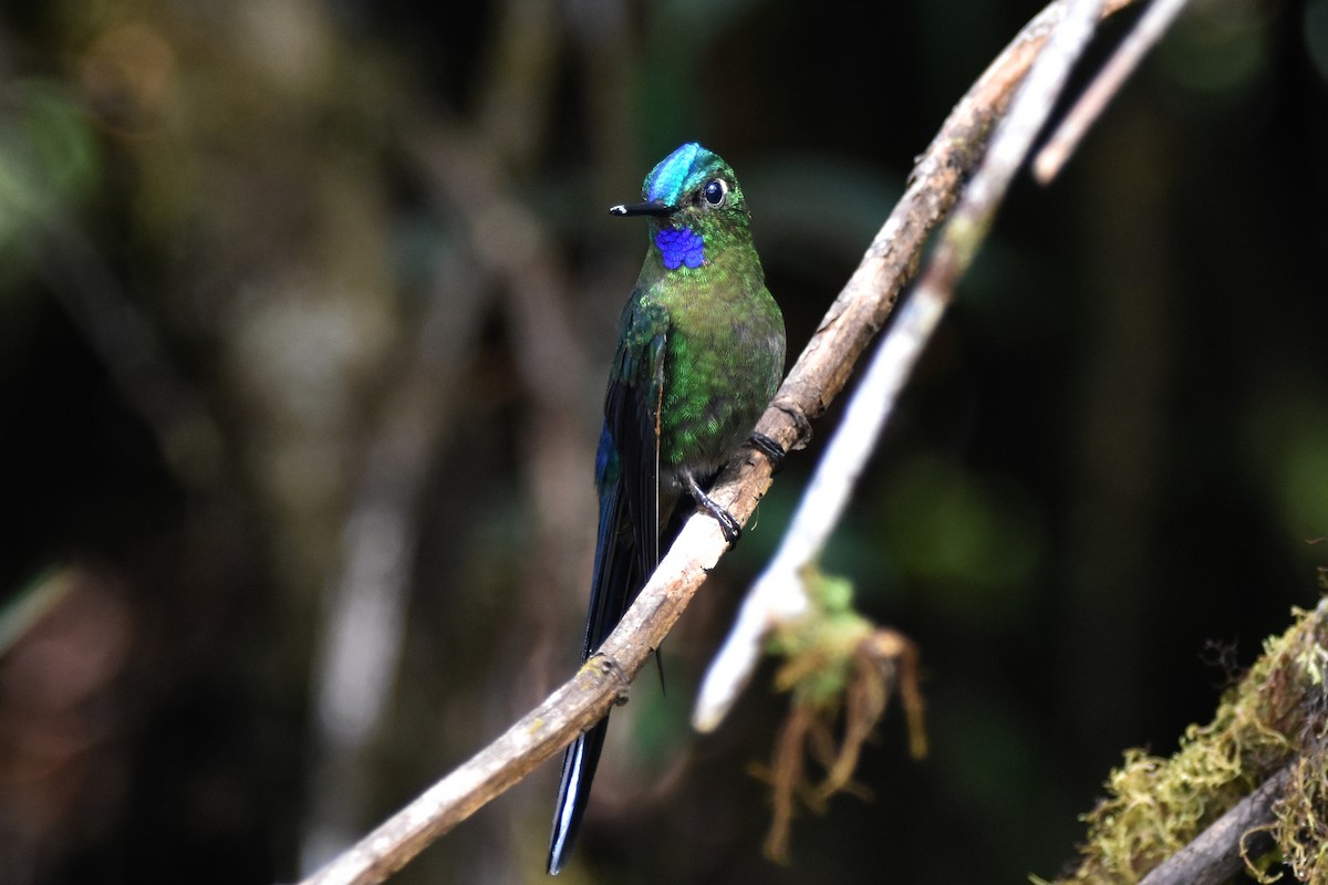 Violet-tailed Sylph - ML625996657