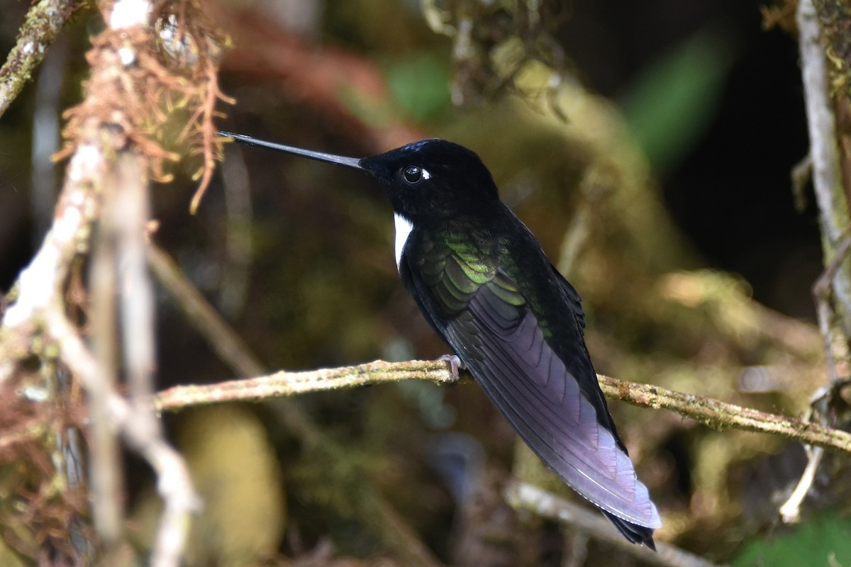 Collared Inca - ML625996658