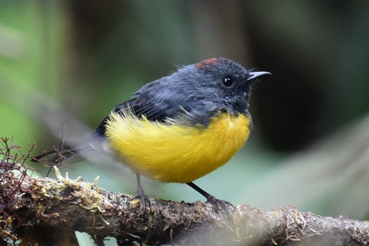 Slate-throated Redstart - ML625996668