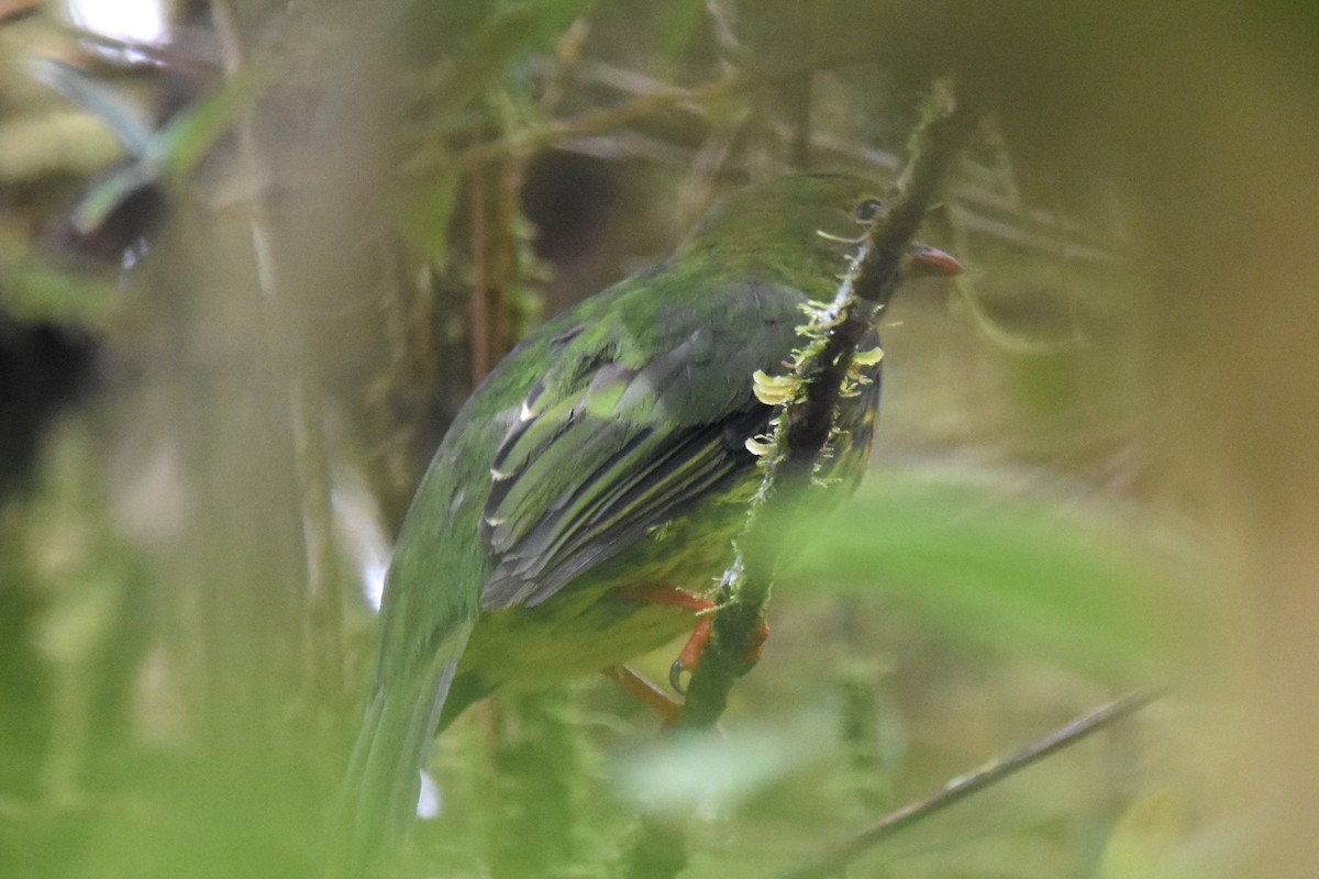 Green-and-black Fruiteater - ML625996671