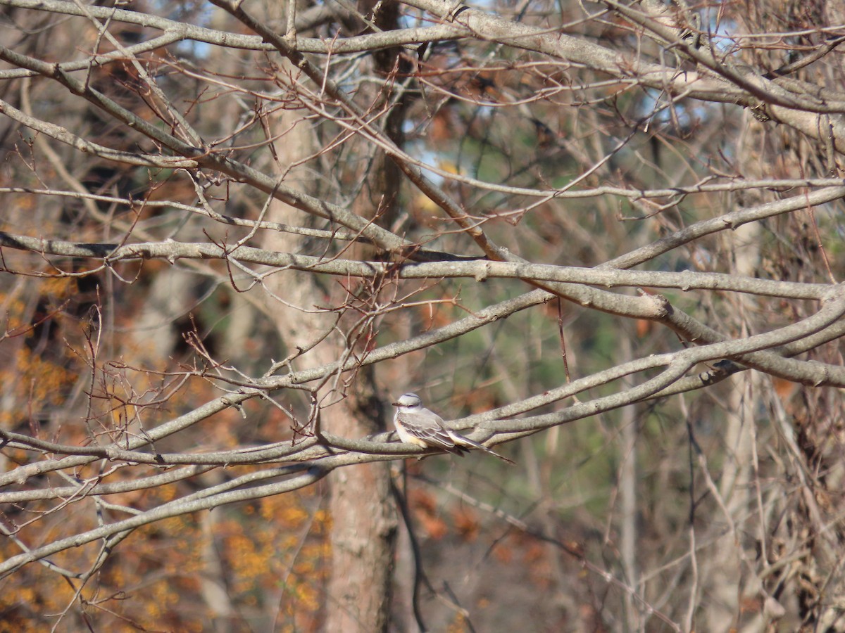 Scissor-tailed Flycatcher - ML625996673
