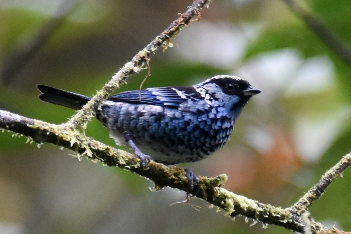 Beryl-spangled Tanager - ML625996674