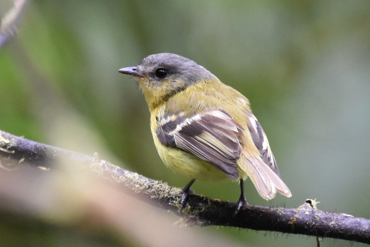 Handsome Flycatcher - ML625996683