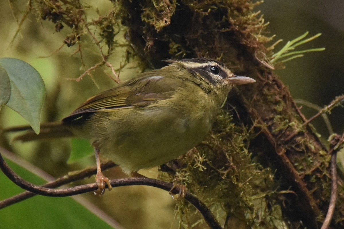 Three-striped Warbler - ML625996686