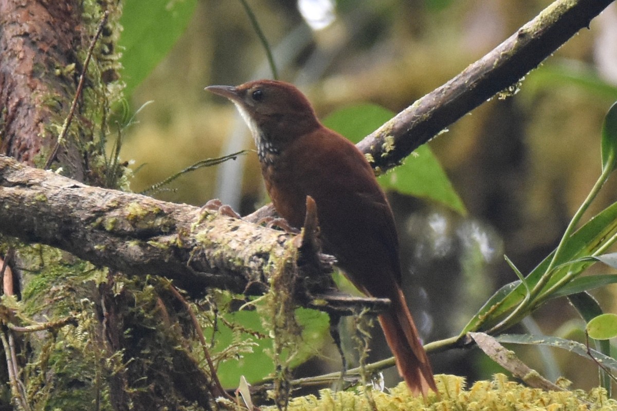 Fulvous-dotted Treerunner - ML625996690