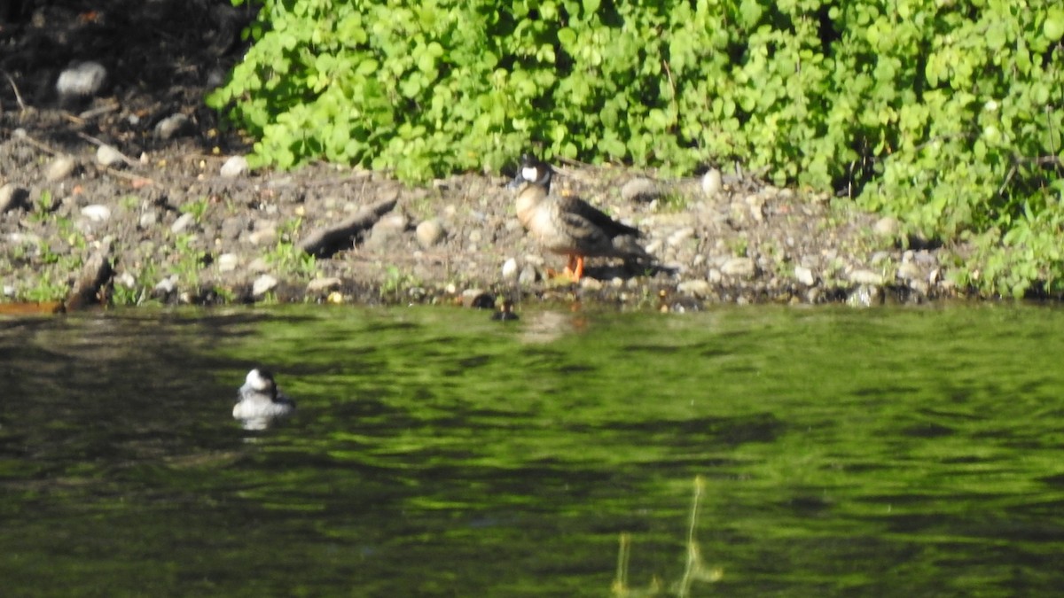 Spectacled Duck - ML625996692