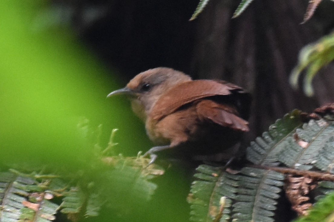 Sharpe's Wren - ML625996732