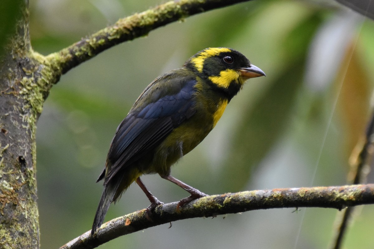 Gold-ringed Tanager - ML625996736