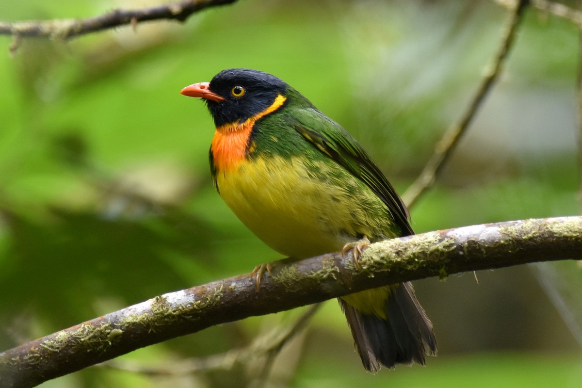 Orange-breasted Fruiteater - ML625996748