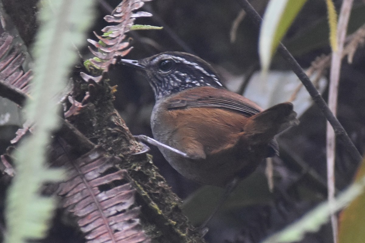 Gray-breasted Wood-Wren - ML625996754