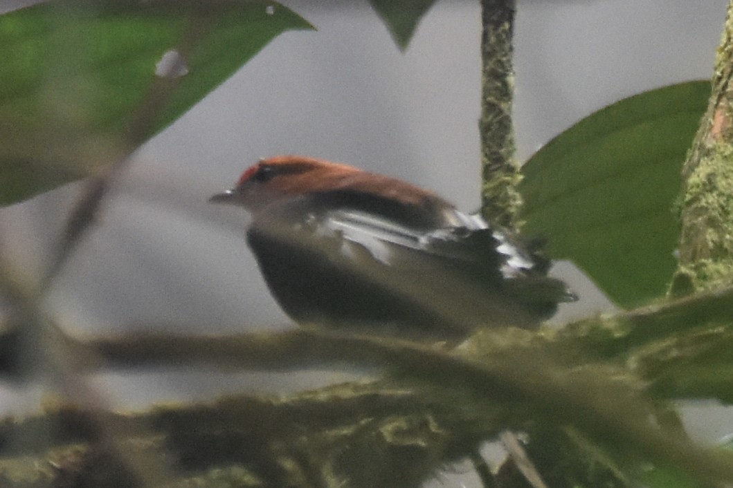 Club-winged Manakin - ML625996757