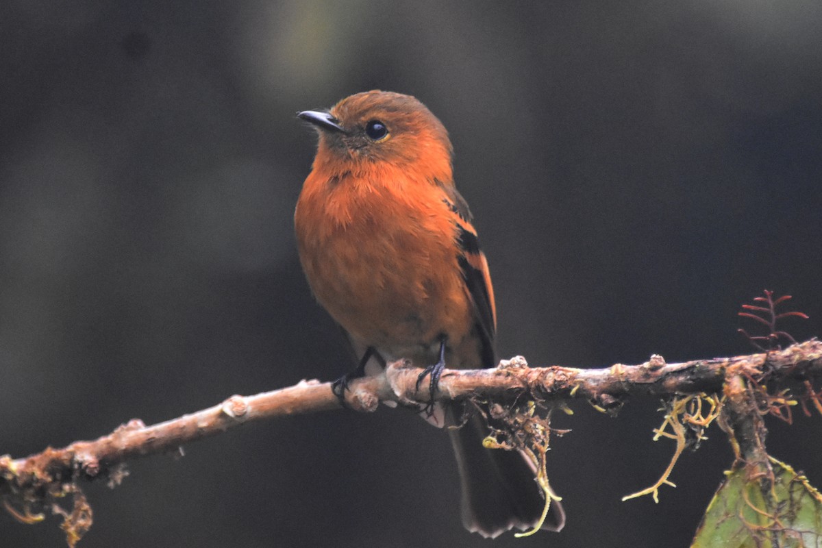 Cinnamon Flycatcher - ML625996760