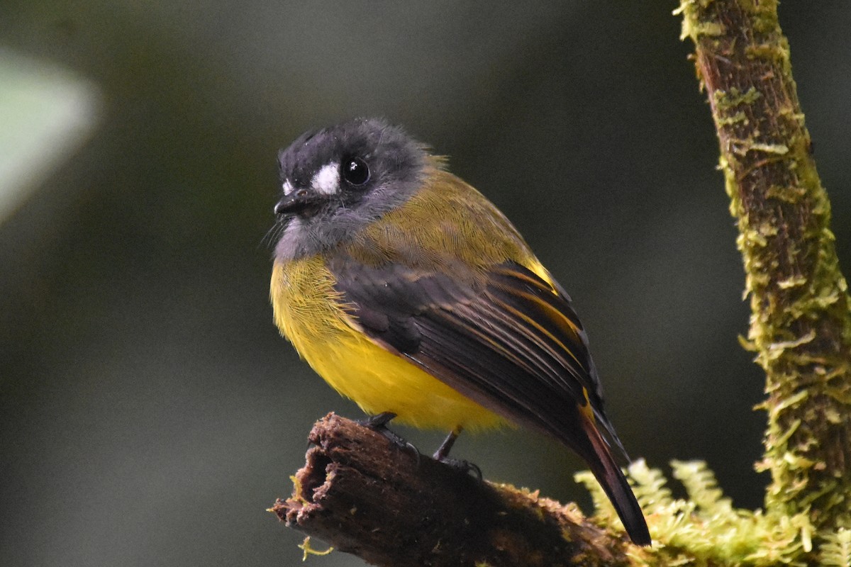 Ornate Flycatcher - ML625996786