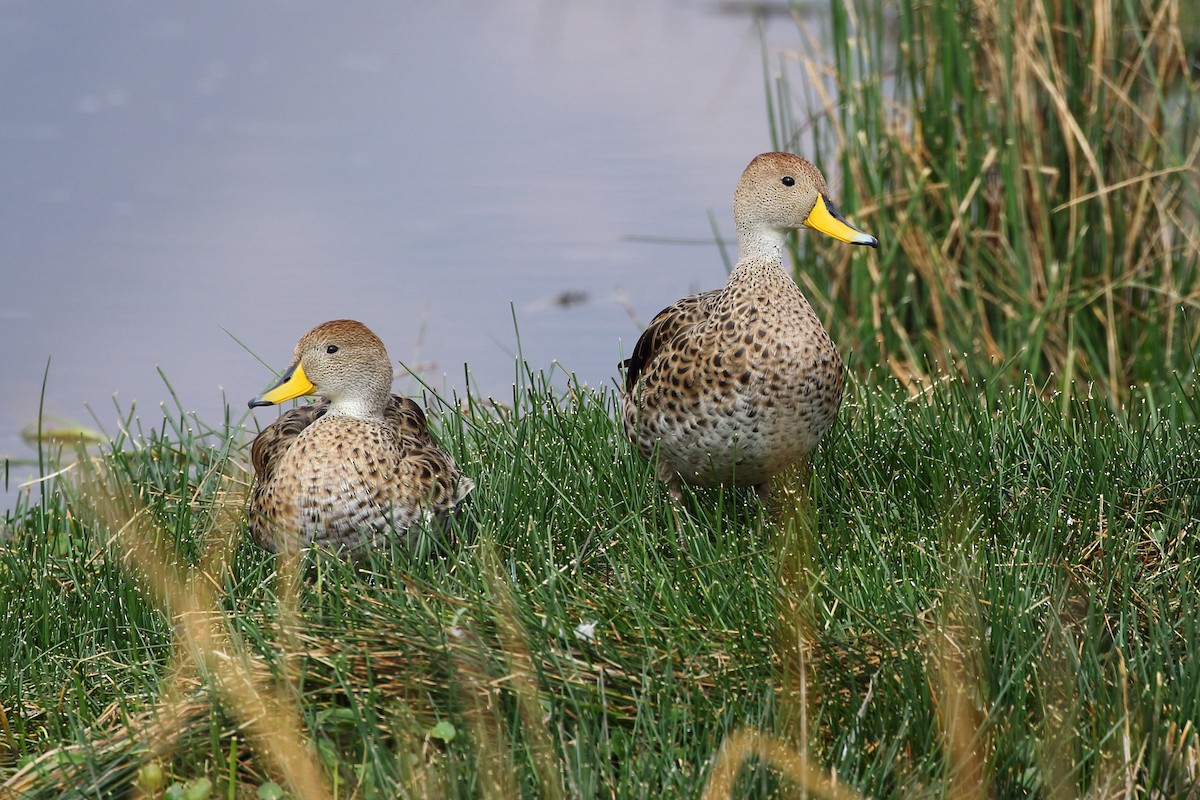 Yellow-billed Pintail - ML625996967
