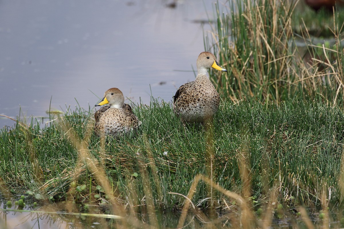 Yellow-billed Pintail - ML625996968