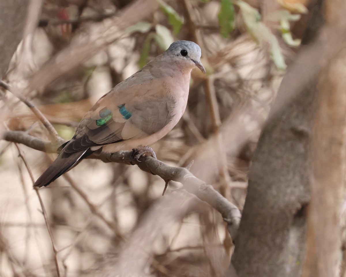 Emerald-spotted Wood-Dove - ML625996980