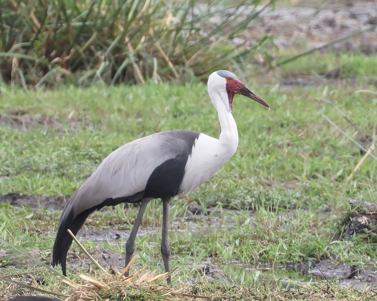 Wattled Crane - ML625996994